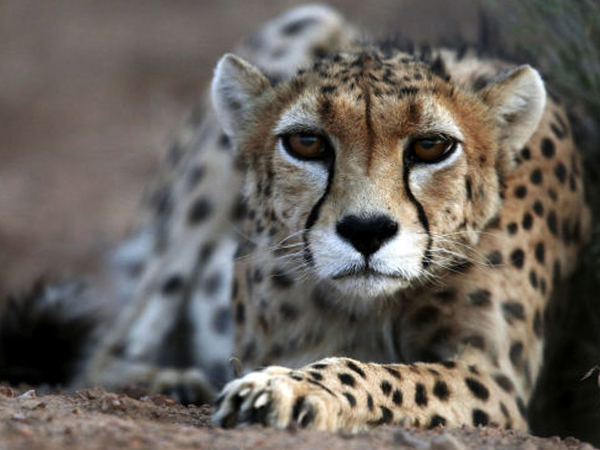 4 قلاده یوز ایرانی در پناهگاه حیات وحش نایبندان طبس مشاهده شد