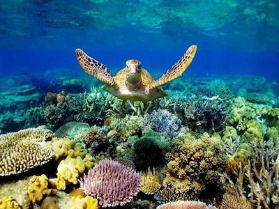 صخره‌های مرجانی «خلیج‌فارس» زخمی لنگر کشتی‌ها