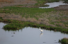 دومین وعده محیطی زیستی (احیای گاوخونی) دولت به اصفهانی‌ها محقق شد.