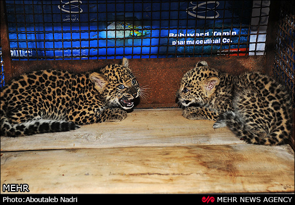 نگهداری توله پلنگ در محیط زیست استان گلستان