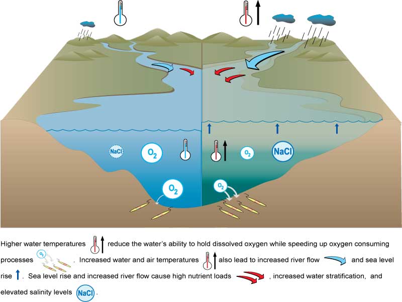 از کویرهای دریایی چه می دانیم؟!