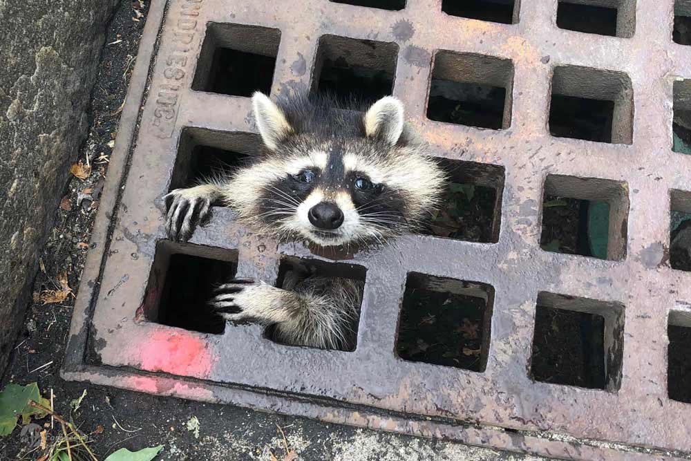 یک راکون کوچک که سرش را از درپوش فاضلابی در نیوتن در ماساچوست بیرون آورده است