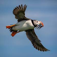 تصویری از پرندگان Puffin یا طوطی دریایی که در ایران به اشتباه به “اسکول” معروف شده است.