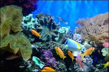 ساخت دستگاهی برای بیهوشی آبزیان با روش الکتریکی