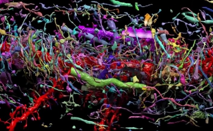 دستگاه تصویربرداری جدید با وضوحی در حد نانو به مغز زوم می کند