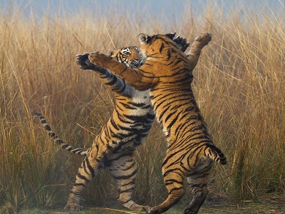 داروین (بخش پنجم: تنازع بقاء)