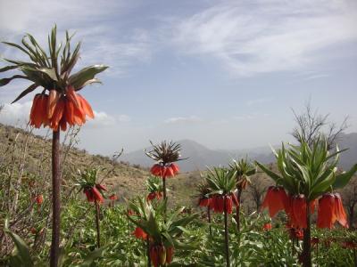 در بهشت ماه‌ها; تجربه‌ای از دیدن لاله‌های واژگون تا خنکای کوهستان