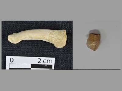 نظرِ کاشفِ دندان نئاندرتال درباره کشف بقایای یک گونه انسانی جدید