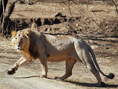 تلاش هندی‌ها برای تغییر نام شیر ایرانی به شیر هندی 