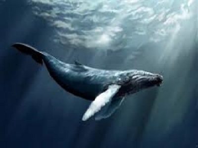 نهنگ آبی به ایران نمی‌رسد؟!