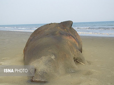 به گل نشستن نهنگ 10 تنی در شیبکوه