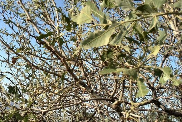 یک دکترای محیط زیست: خشکسالی چرخه باززایی جنگل‌های بلوط لرستان را مختل کرده است